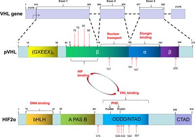 The VHL/HIF Axis in the Development and Treatment of Pheochromocytoma/Paraganglioma
